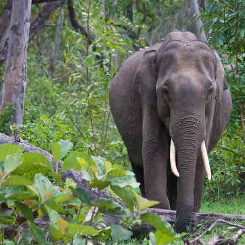 South India Tour with Wildlife