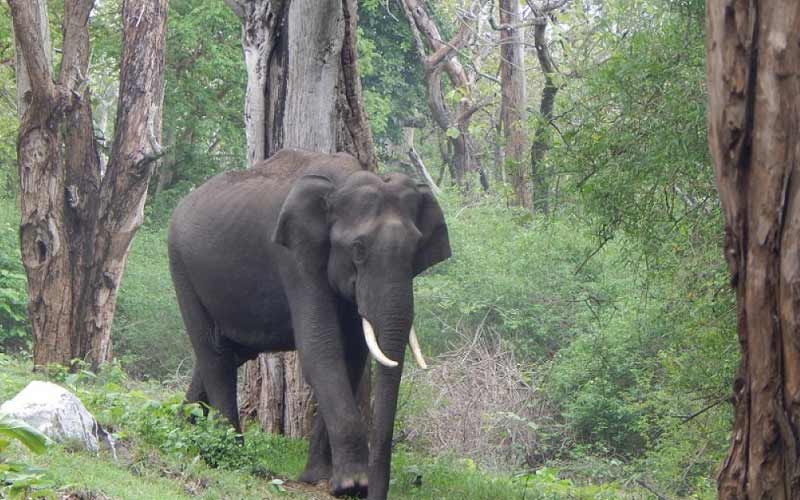 Wildlife of Tamilnadu