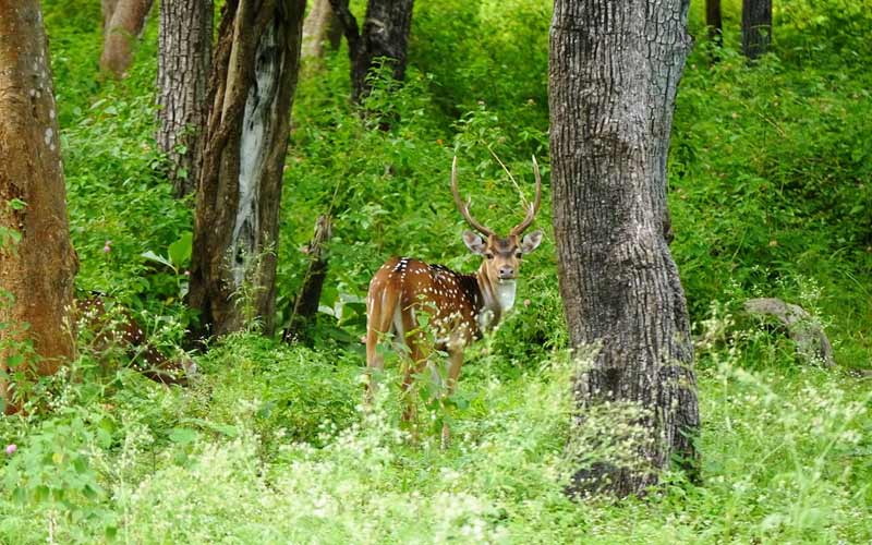 Karnataka Wildlife