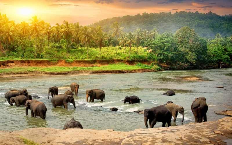 wildlife of kerala